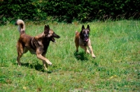 Picture of two belgian shepherd dogs, malinos running together