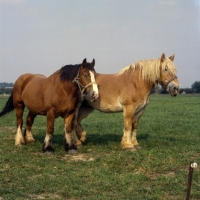 Picture of two Belgians standing in field