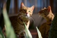Picture of two Bengal cats behind leaves