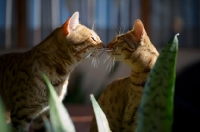 Picture of two Bengal cats kissing