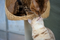 Picture of two bengal cats kissing