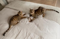 Picture of two Bengal cats laying on bed together
