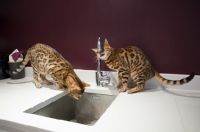 Picture of two Bengal cats licking the tap and looking in the sink