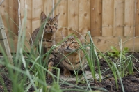 Picture of two Bengal cats looking through blades of grass