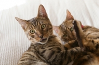 Picture of two Bengal cats playing on bed together, looking at camera with tongue out