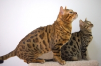 Picture of two bengal cats sitting on scratch post, white wall on the background