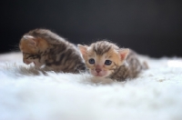 Picture of two bengal kittens