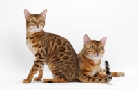 Picture of two Bengals, one lying, one sitting
