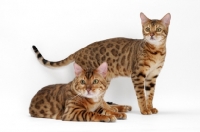 Picture of two Bengals, one lying, one standing