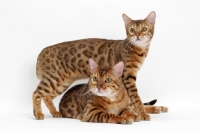 Picture of two Bengals, one lying, one standing