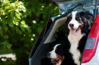 Picture of two Bernese Mountain Dogs in car