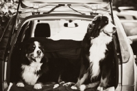 Picture of two Bernese Mountain dogs in car boot