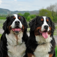 Picture of two Bernese Mountain Dogs, portrait