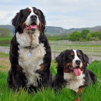 Picture of two Bernese Mountain Dogs together