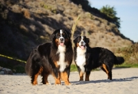 Picture of two Bernese Mountain Dogs