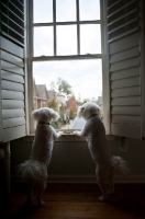 Picture of two bichon frises standing in window, looking out