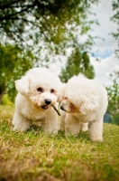 Picture of two Bichons playing with a stick