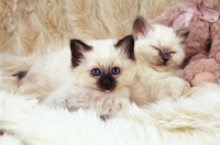 Picture of two birman kittens resting on a fluffy rug