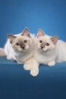 Picture of two Birmans