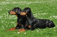 Picture of two black and tan dobermann dogs lying down