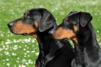 Picture of two black and tan dobermann