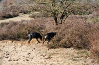 Picture of two black and tan German Pinschers (deutscher Pinscher) walking into the shrubs