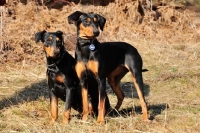 Picture of two black and tan German Pinschers (deutscher Pinscher)