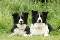 Picture of two black and white Border Collies