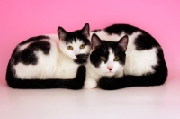 Picture of two black and white cats looking at camera