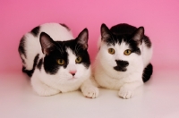 Picture of two black and white cats lying down