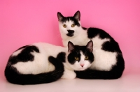 Picture of two black and white cats, one lying down, on sitting