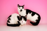 Picture of two black and white cats