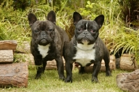 Picture of two black and white French Bulldogs