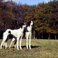 Picture of two black and white salukis