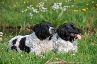 Picture of two black and white Wetterhound dogs