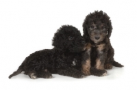Picture of two black Bedlington Terrier puppies