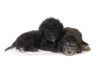 Picture of two black Bedlington Terrier puppies