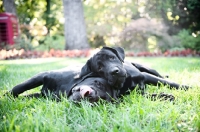 Picture of two black english labradors lying in grass