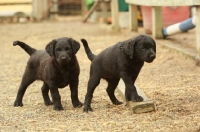 Picture of two black Labrador puppies