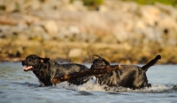 Picture of two black Labrador Retrievers in water