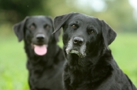 Picture of two black Labrador Retrievers looking at camera