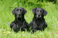 Picture of two black Labrador Retrievers