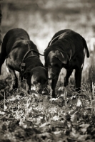 Picture of two black labradors drinking from the same bowl