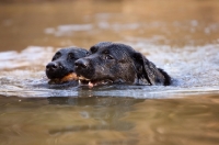 Picture of two black labradors swimming