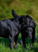 Picture of two black Labradors together