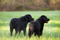 Picture of two black labs looking out in field