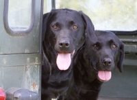 Picture of two black Labs looking out of a car