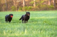 Picture of two black labs running in field with red ball