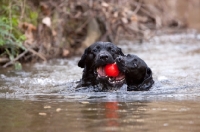 Picture of two black labs swimming with the same ball in their mouths