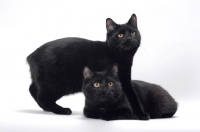 Picture of two black Manx cats in studio